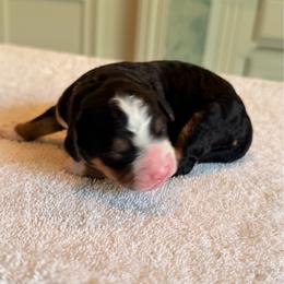 Divot - Tri-color female Bernedoodle puppy in Royse City, Texas from Platinum Bernedoodles of Texas