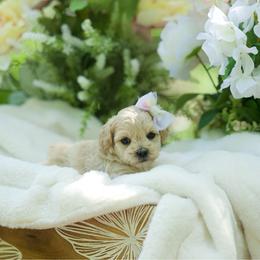 Peach Bellini - Champagne female Maltipoo puppy in Deming, Washington from Heavenly Puppies to Love