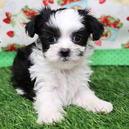 Felicia - Black female Mi-Ki puppy in Elizabeth, Colorado from Royal T Mi-Kis