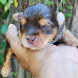 Waffles - Chocolate and tan male Yorkshire Terrier puppy in Jacksonville, Florida from Lisa's Yorkshire Terriers
