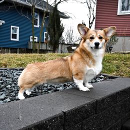 Brio - Pembroke Welsh Corgi