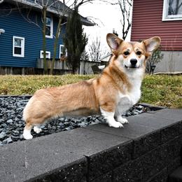 Brio - Pembroke Welsh Corgi
