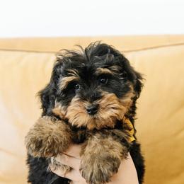 MALE Mini Multigenerational Bernedoodle 'Buzz' Orange Collar - Phantom male Bernedoodle puppy in Kamas, Utah from A + E Farms