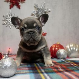Bubbles - Blue female French Bulldog puppy in Citrus Heights, California from Cali Rooted Bullyz