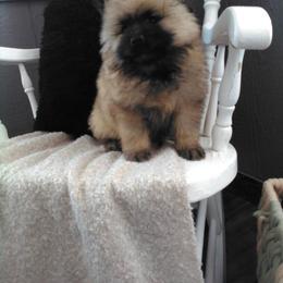 Hexx - Keeshond