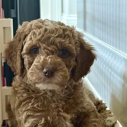 Pluto - Buff and white male Cockapoo puppy in Richmond, Kentucky from Ham’s Cockapoos