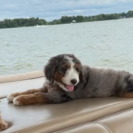 Ross DNA test here - Merle male Bernedoodle puppy in Wilkesboro, North Carolina from Bernedoodle Love Puppies