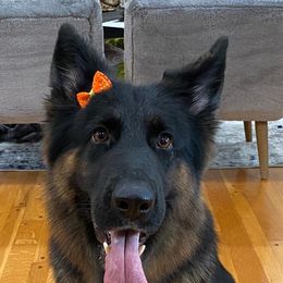German Shepherds from Sandra Pope's German Shepherds