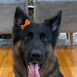 German Shepherds from Sandra Pope's German Shepherds
