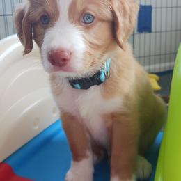 Nova Scotia Duck Tolling Retriever Puppies from Red Hill Tollers