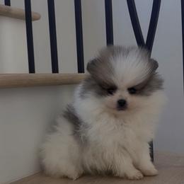 Boy 2 - Blue merle male Pomeranian puppy in Meridian, Idaho from Precious poms