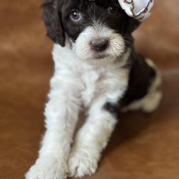 Jersey - Parti female Goldendoodle puppy in Escalon, California from Miley&Co.