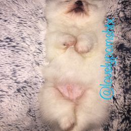 Pomeranian Puppies from Lovely Poms - Houston Pomeranians