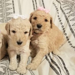 Poodle Puppies from S&L Missouri Standard Poodles LLC