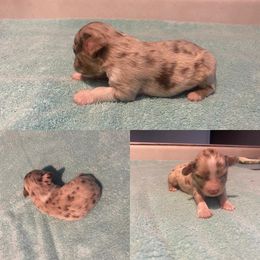 Miniature Australian Shepherd Puppies from Quarle Ranch Mini Aussies