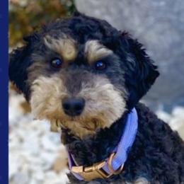 Astrid - Bernedoodle