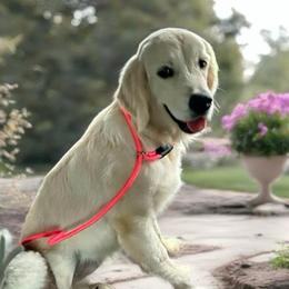 Gennie - Golden Retriever