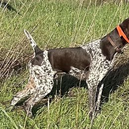 Cocker Spaniels, German Shorthaired Pointers, and Golden Retrievers from Awesome Puppies!!!!
