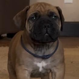 Navy blue collar male - Fawn male Boerboel puppy in Bon Aqua, Tennessee from Erickson Ranch Boerboels