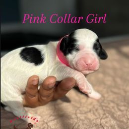 Pink Collar Girl - Black and chalk female Australian Labradoodle puppy in Hagerstown, Maryland from Westfields Labradoodles