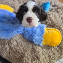 Cooper (Blue) AKC Pre-Registered - Brown and white male Cocker Spaniel puppy in Midlothian, Virginia from Swift Creek Cocker Spaniels