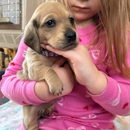 AKC girl 1 purple collar - Sable female Dachshund puppy in Grand Valley, Pennsylvania from Dachshunds on the Hill