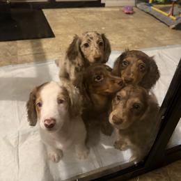 Cockapoo, Dachshund, and Miniature Schnauzer Puppies from LUXEYPUPS