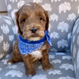 Blue Boy - Apricot male Goldendoodle puppy in Greeley, Colorado from Millie Billie Doodles