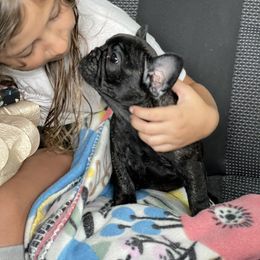 French Bulldog Puppies from Mayfair French Bulldogs