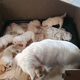 Golden Retriever Puppies from Garden Creek Goldens