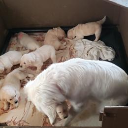 Golden Retriever Puppies from Garden Creek Goldens