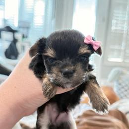 Trixie 3000 - Black and tan female Yorkshire Terrier puppy in Midland, Texas from Southern Yorkie Pies