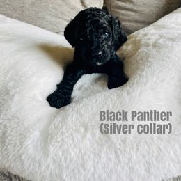 Boy 2 - Poodle puppy in West Jordan, Utah from Sorensen Standard Poodles