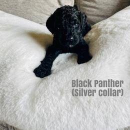 Boy 2 - Poodle puppy in West Jordan, Utah from Sorensen Standard Poodles