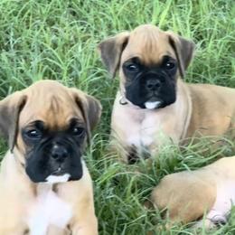 Boxer puppies from Black Dymond Boxers