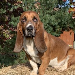 Mask - Basset Hound