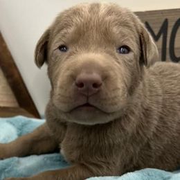 Dilute Retrievers and Labrador Retrievers from Unity Pond Labradors