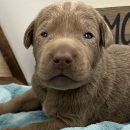 Dilute Retrievers and Labrador Retrievers from Unity Pond Labradors