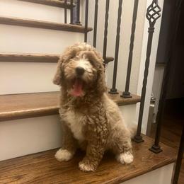 Lucy - Red  female Goldendoodle puppy in New Waverly, Texas from C.P. Puppy Buddies