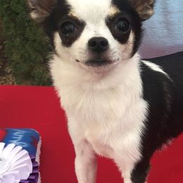 Chihuahuas from Casa de Chihuahua