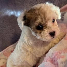 Pebbles - Tri-color female Yorkipoo puppy in Eden, Maryland from Canines  Unlimited