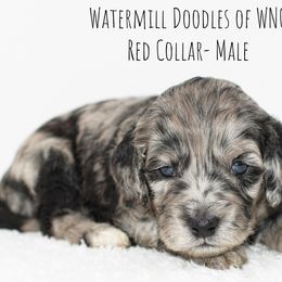 Australian Labradoodle and Cockapoo Puppies from Watermill Doodles of WNC