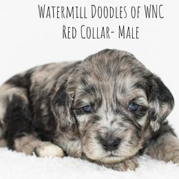 Australian Labradoodle and Cockapoo Puppies from Watermill Doodles of WNC