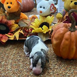 Boy 2 - Fawn brindle Whippet puppy in Williamsport, Pennsylvania from Willowisp Whippets