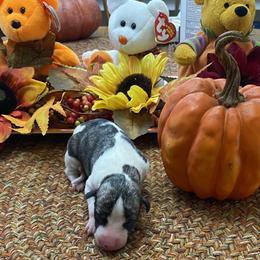 Boy 2 - Fawn brindle Whippet puppy in Williamsport, Pennsylvania from Willowisp Whippets