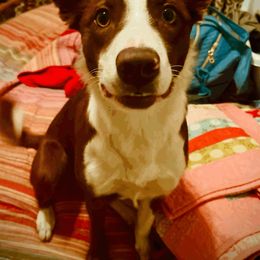 Border Collie Puppies from C Horns Ranch Border Collies