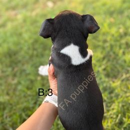 Rat Terrier Puppies from FA puppies