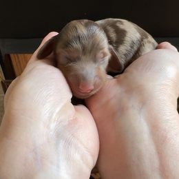 Snowflake (3800) - Dapple female Dachshund puppy in Steele, Alabama from Taylored Dachshunds