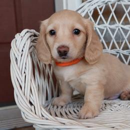 Orange collar - Cream male Dachshund puppy in Mc Donough, Georgia from Hot Diggity Doxies