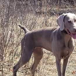 Weimaraners from Rustic Moon Weimaraners